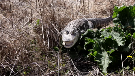 American-alligator-crawling-through-the-swamps