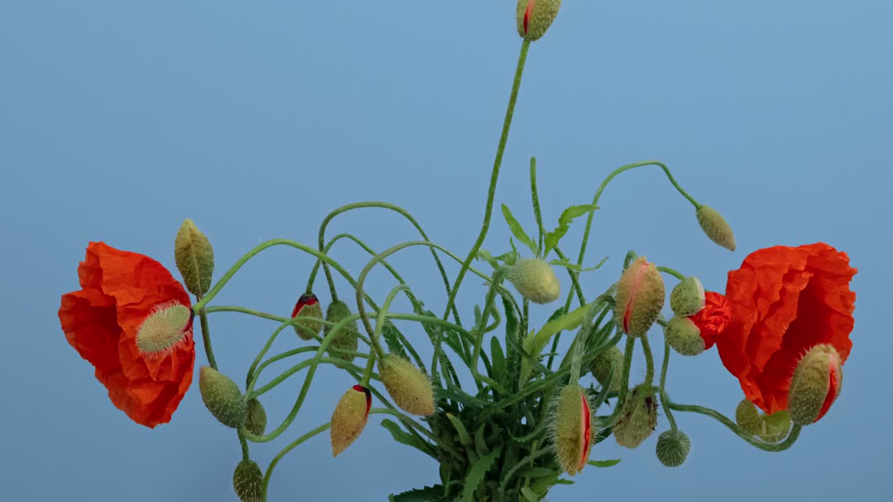 블루 스크린에 고립 된 야생 포피 꽃의 어리