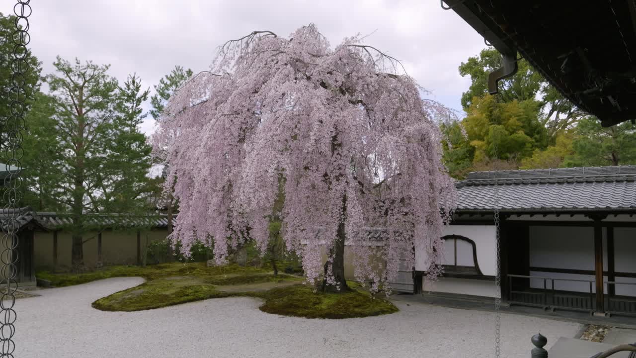 Stunning lone weeping Sakura tree inside Japanese landscape garden