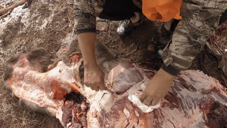 hunter animal slaughter outdoors. extracting deer meat