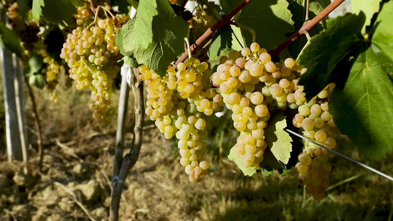 Slow motion of bunches of grapes. Fresh ripe white grapes on the branch.