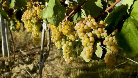 slow motion of bunches of grapes. fresh ripe white grapes on the branch.