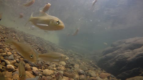 El-Parque-Nacional-Kaeng-Krachan-Es-El-Hogar-De-Muchos-Animales-Salvajes-Fantásticos-Y-Los-Arroyos-Son-Una-Fuente-De-Vida-De-Agua-Dulce-Para-Que-Los-Animales-Beban-Y-Los-Peces-Naden.