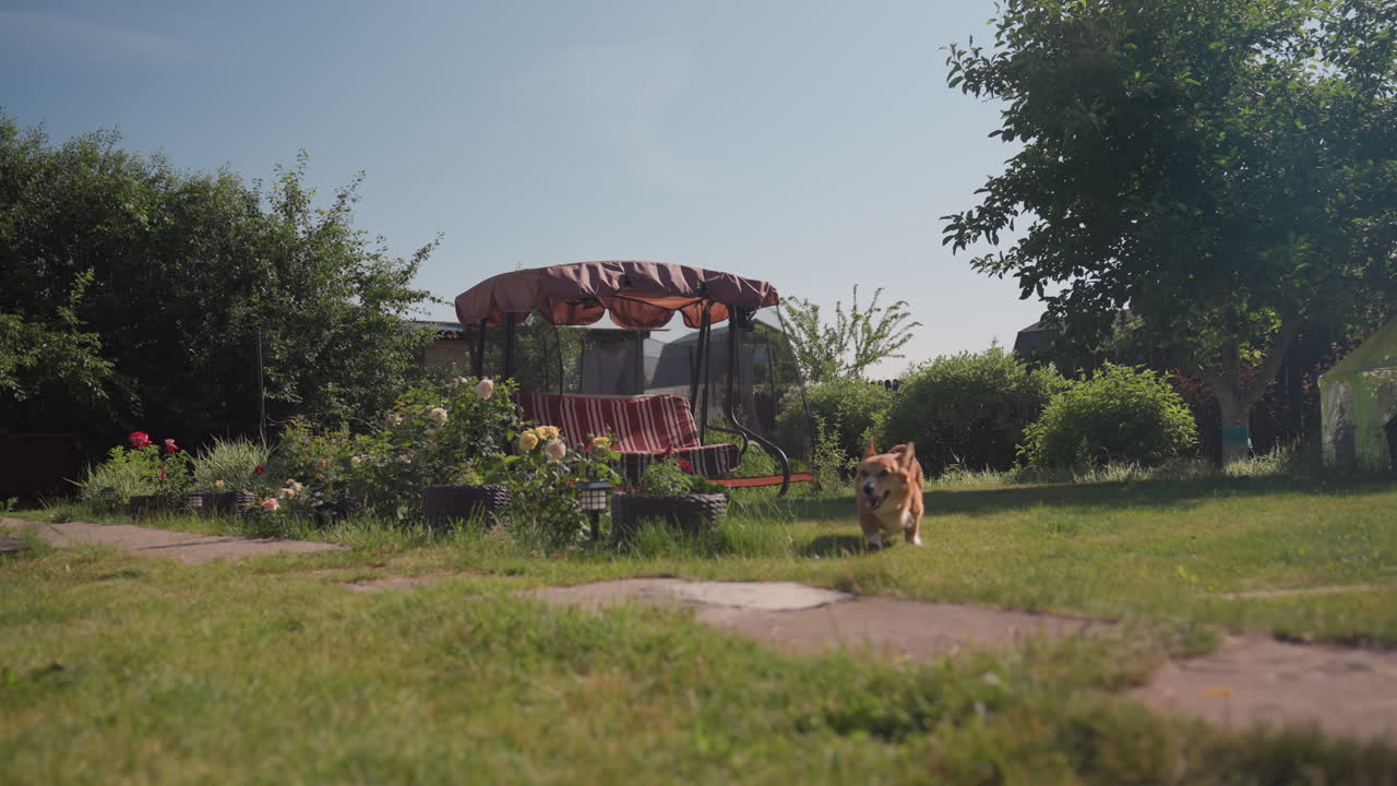 Joyful Corgi Chasing Owner Outdoors, Energetic Canine Races Across Bright Backyard Scenes, Vibrant Moment Capturing Energetic Dog Sprinting Towards Its Owner In Radiant Outdoor Environment