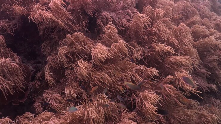 Primo piano di morbidi coralli e pesci di barriera su una barriera corallina tropicale.