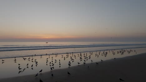 Drone-shot-of-seagulls-on-the-beach-with-fishing-boat-in-the-distance-at-sunset