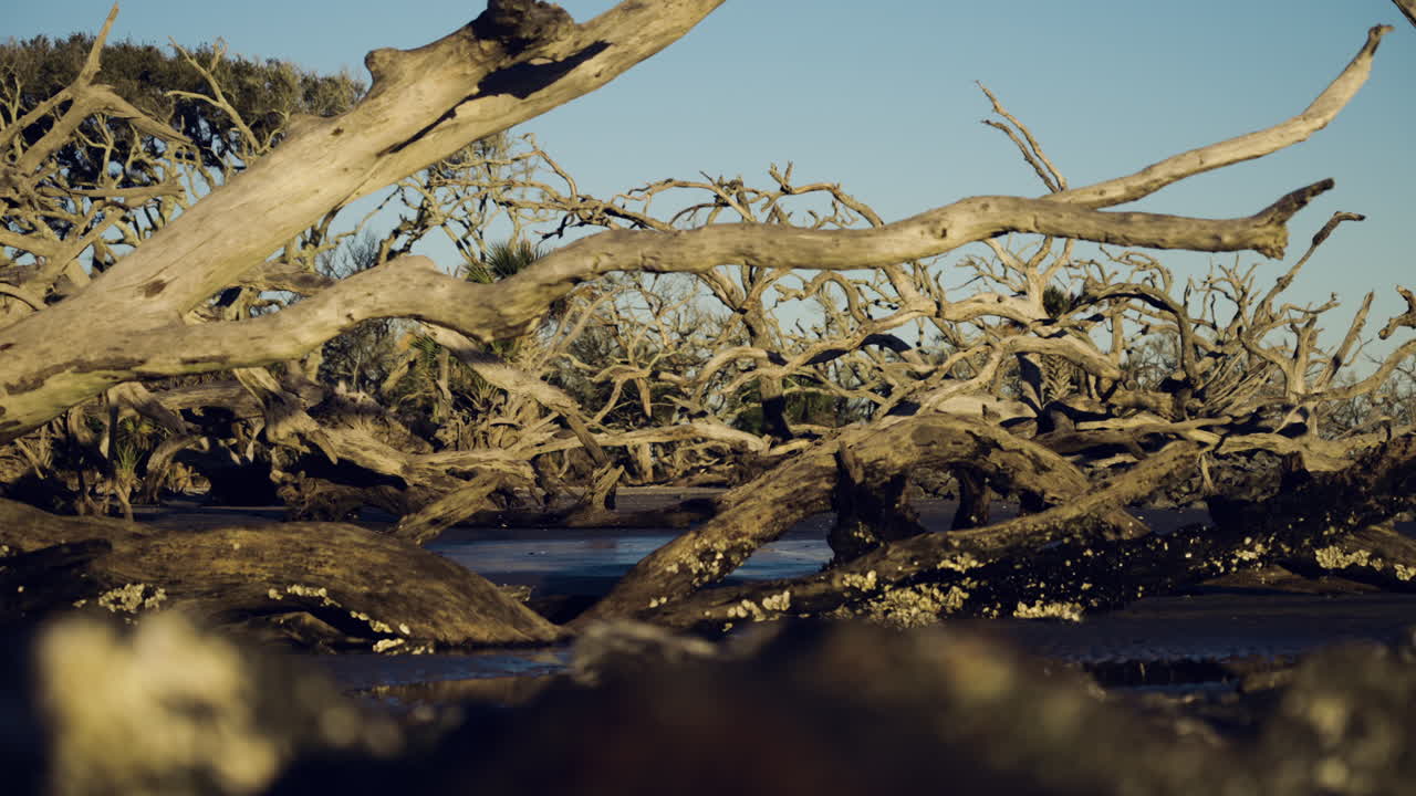 해변에 있는 큰 유목의 와이드 슬라이더 샷