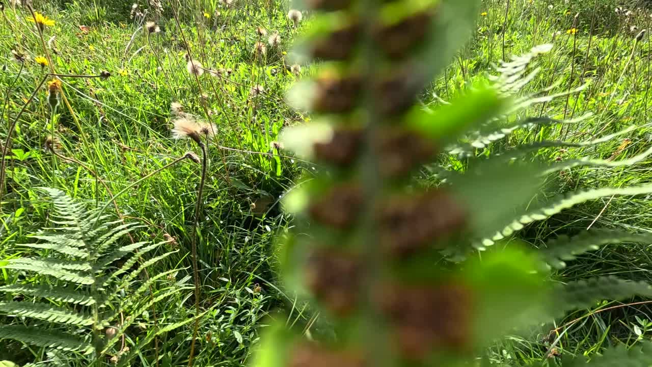 A gentle camera pan moves through a sunlit wildflower meadow, highlighting dandelions, ferns, and lush grasses in a botanical garden setting