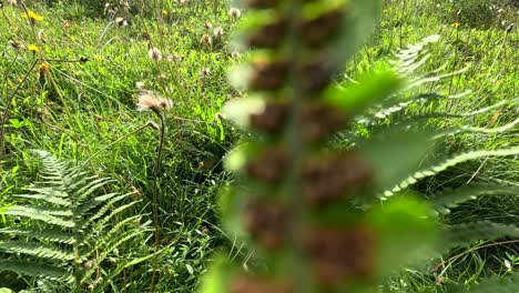 a gentle camera pan moves through a sunlit wildflower meadow, highlighting dandelions, ferns, and lush grasses in a botanical garden setting
