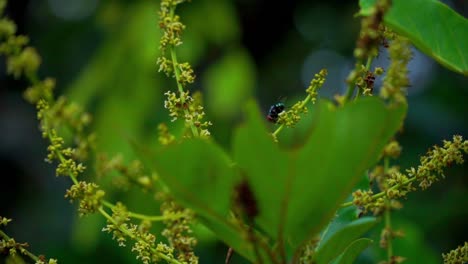 Una-Mosca-En-Las-Flores-De-La-Planta