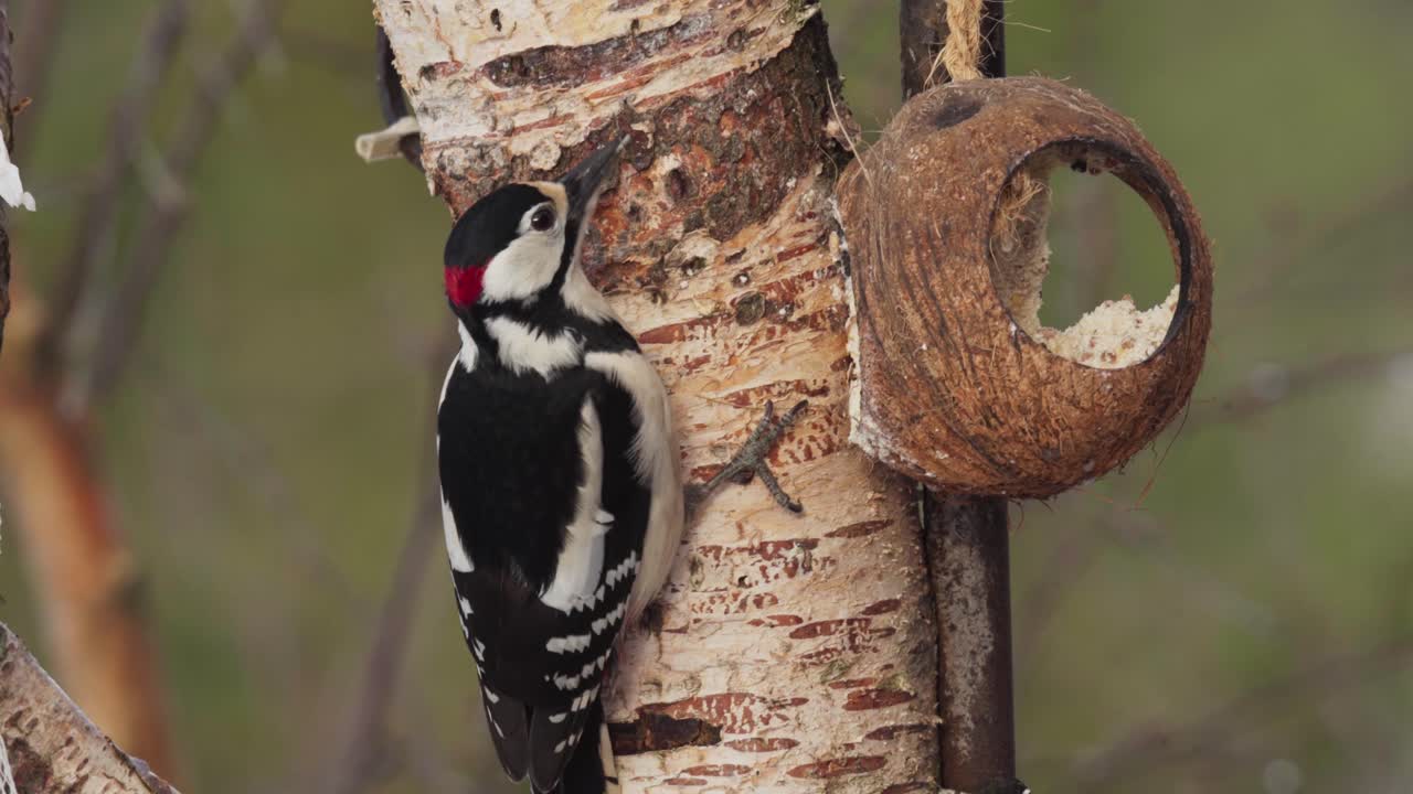 Red Woodpecker Bird Feed On A Coconut Shell Bird Feeder