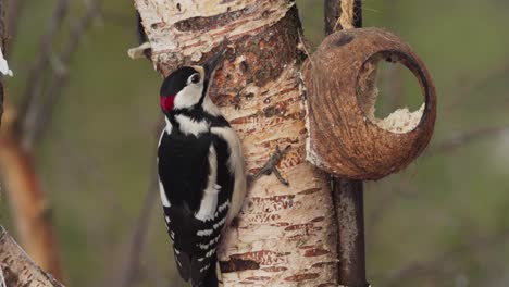 red woodpecker bird feed on a coconut shell bird feeder