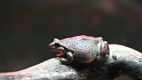 slow-motion shot of a red-striped frog sitting on a tree branch