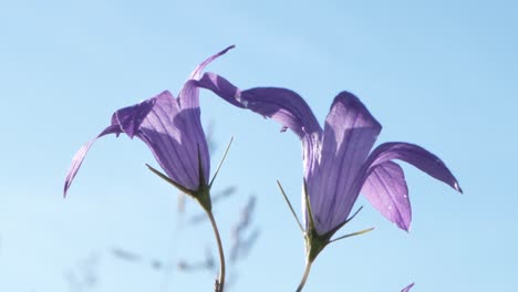 las campanas azules en flor son hermosas flores fragantes