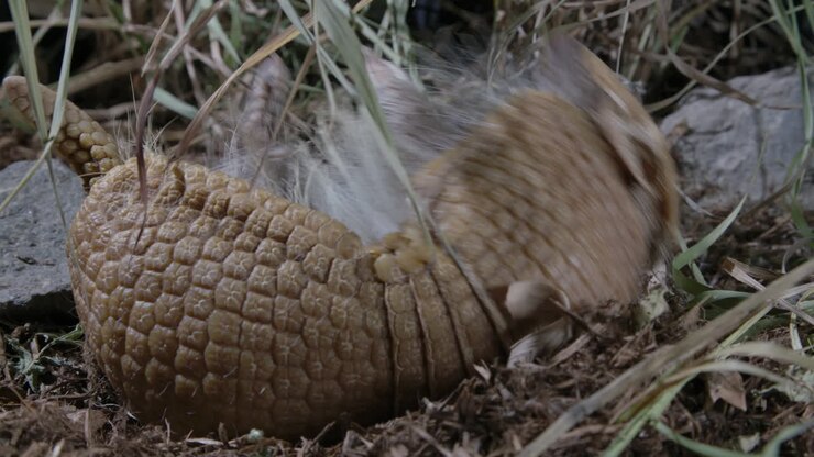 Armadillo bloccato sulla schiena mentre è arrotolato su se stesso
