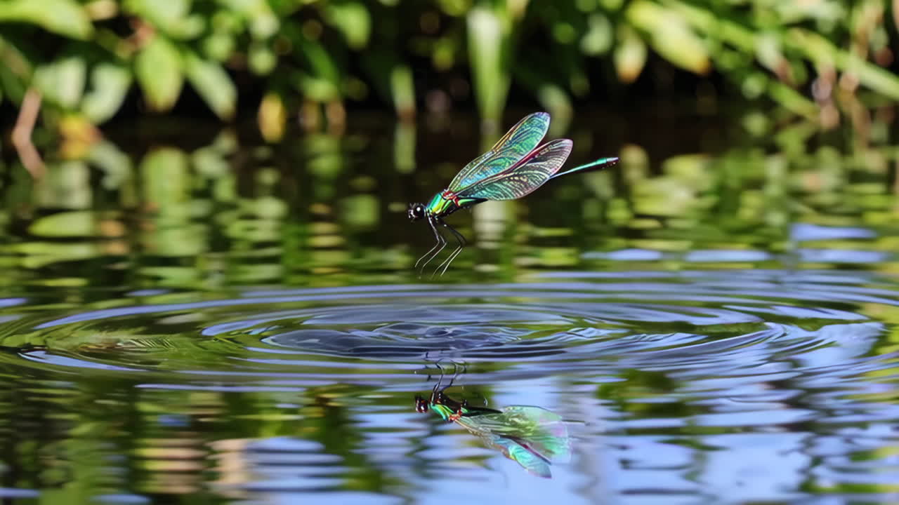 Dragonfly Diving into a Pond