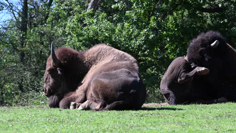 法國動物園: 野牛在草地上休息