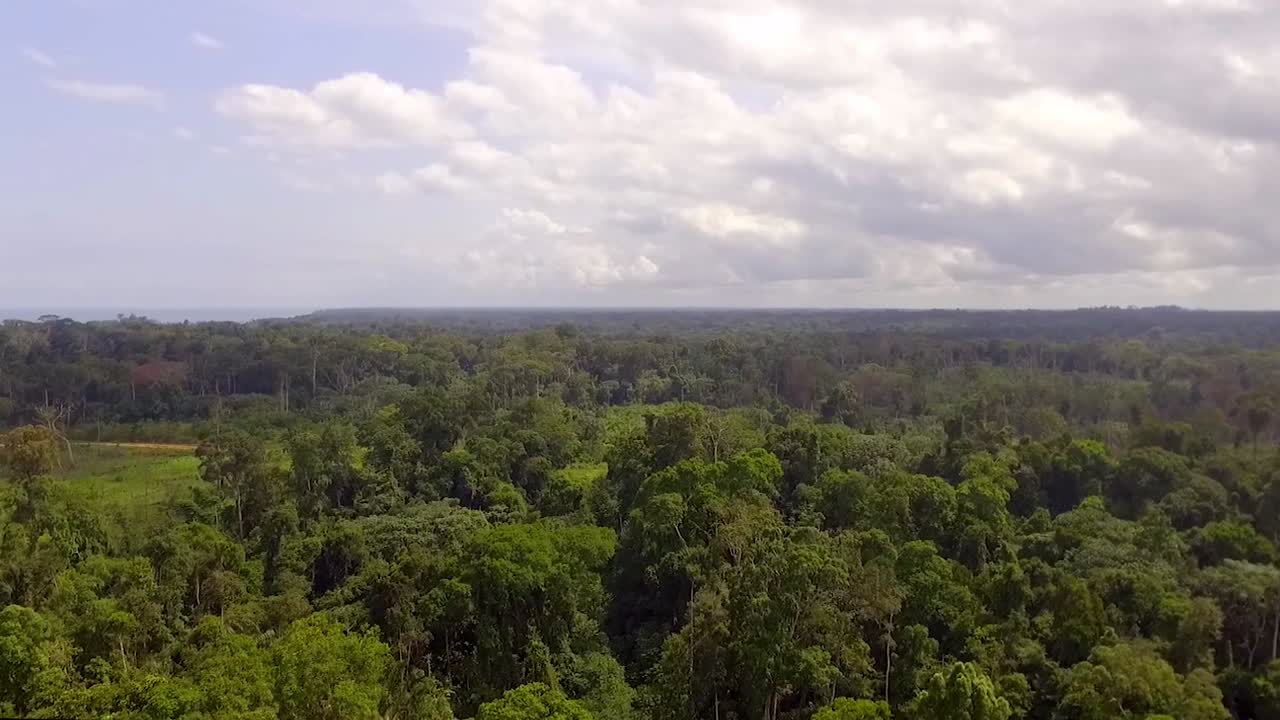 vista de drones volando hacia atrás sobre la interminable selva o selva africana, en un día nublado, en el bosque de nanga eboko, haute-sanaga, sur de camerún