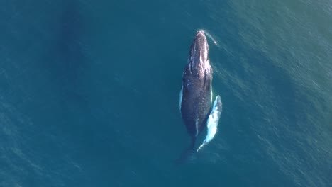 una ballena recién nacida abraza a su madre mientras se desliza a través de la clara agua azul del océano