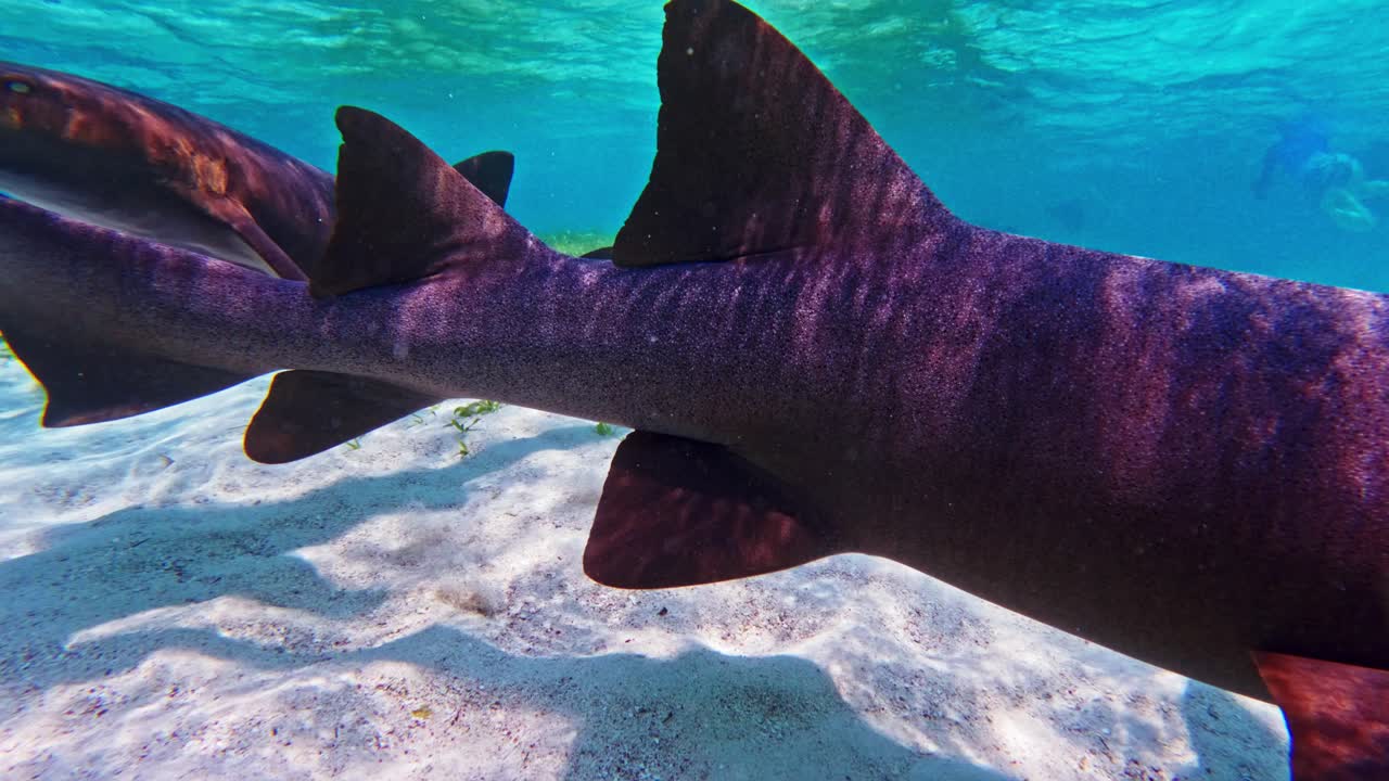 un primer plano de tiburones enfermera y una raya del sur nadando en caye caulker, belice