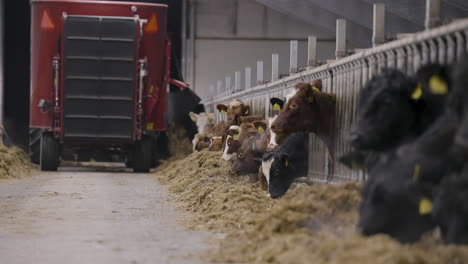 a row of cows eat straw and hay in a large feedlot on a farm