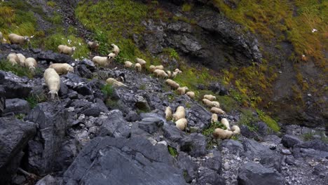 herd of sheep grazes in the mountain, finds fresh grass through rocks in alpine landscape