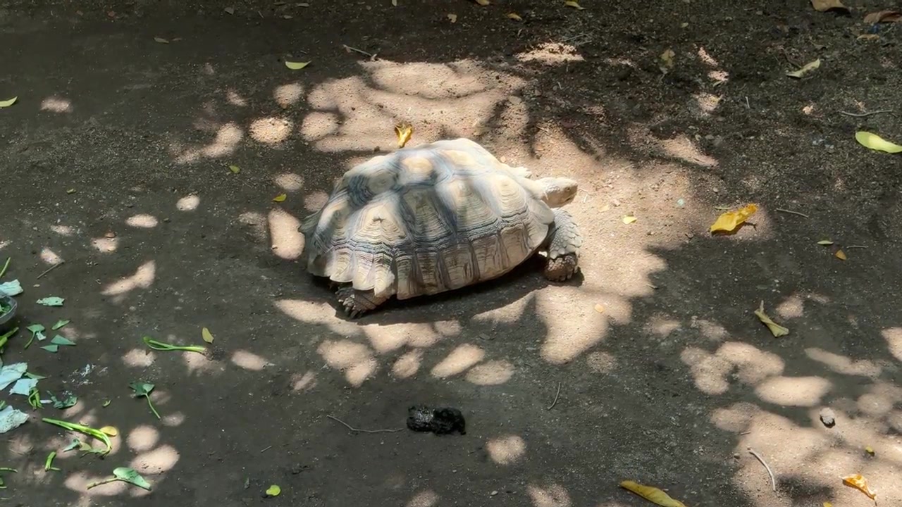 Large Tortoise Resting on Dirt Ground in Shade