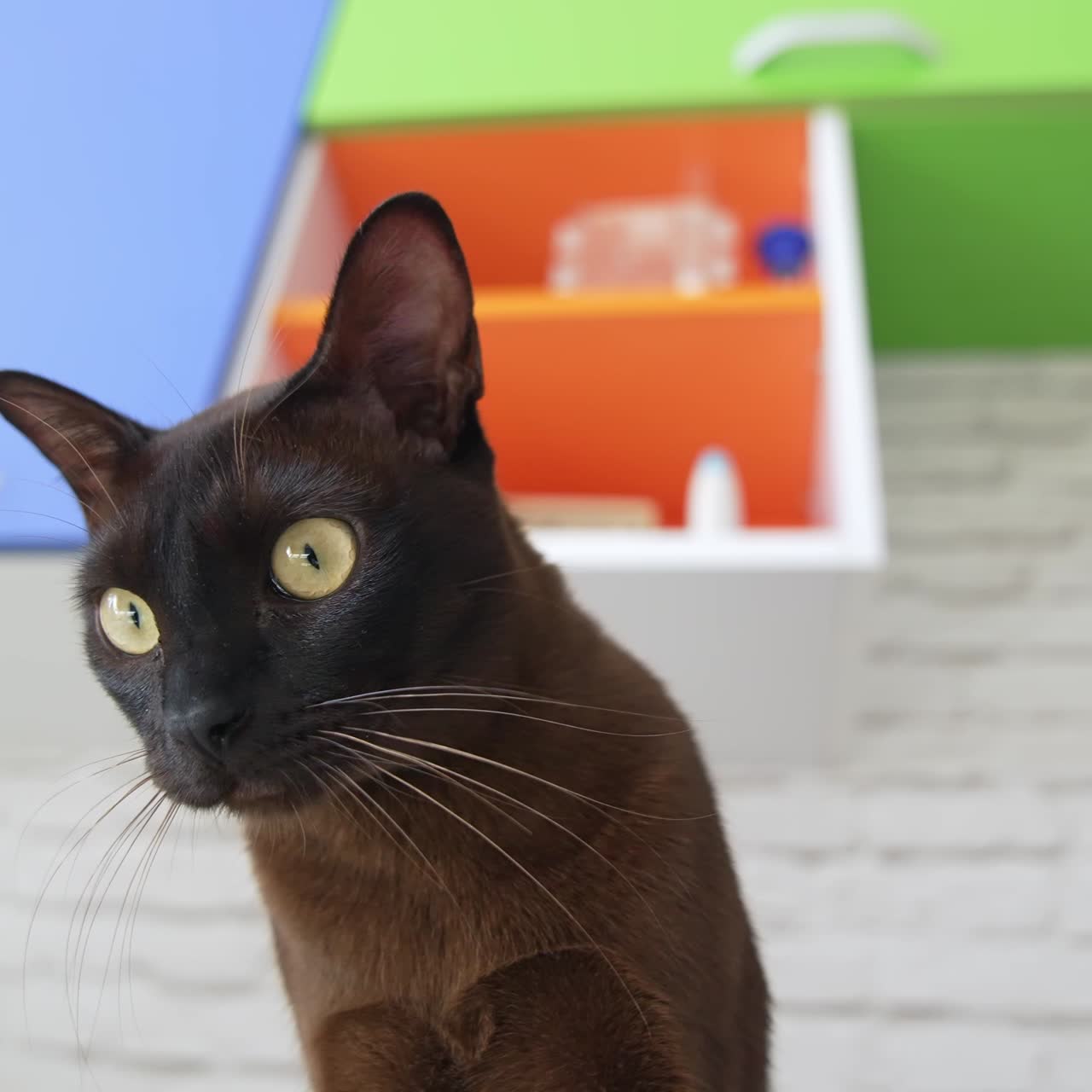 Gatto Burmese marrone con pelo color cioccolato e occhi gialli che guarda