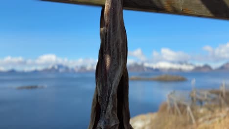 panning up shot of a traditional norwegian stockfish drying on a wooden rack outside near the ocean as has been done since the era of the vikings