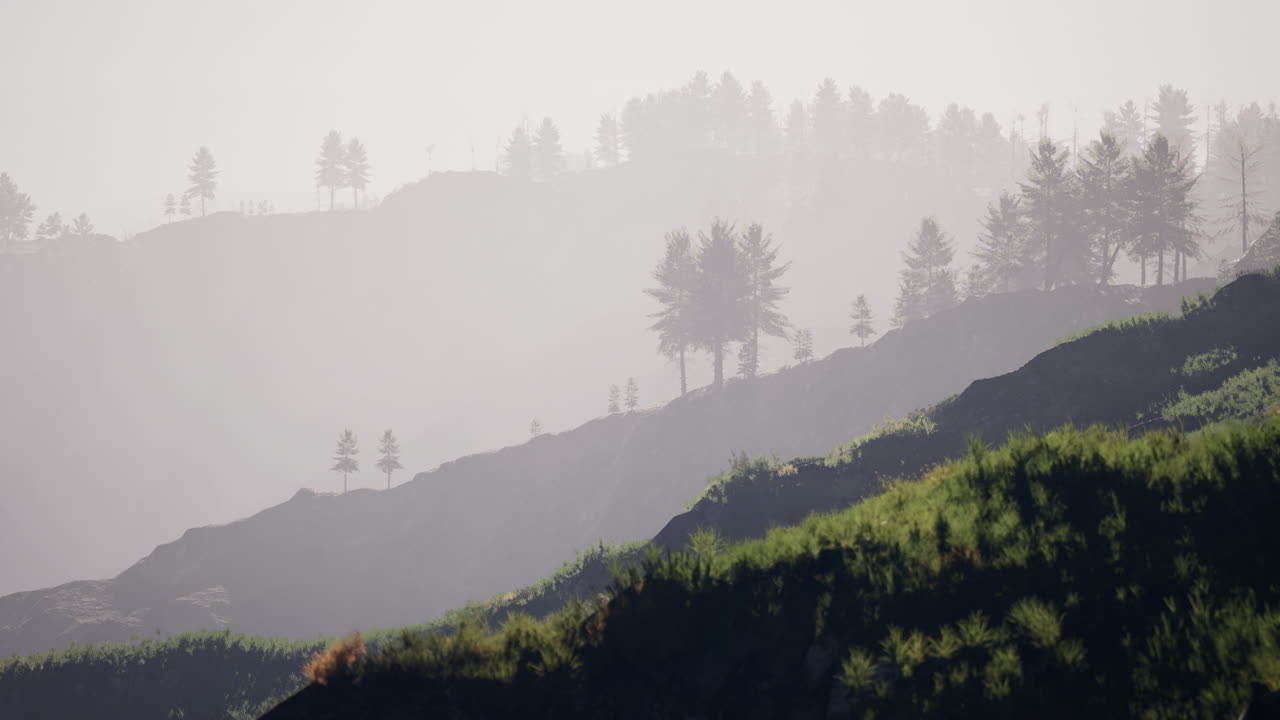 산  ⁇  에 있는 초록색 소나무 숲