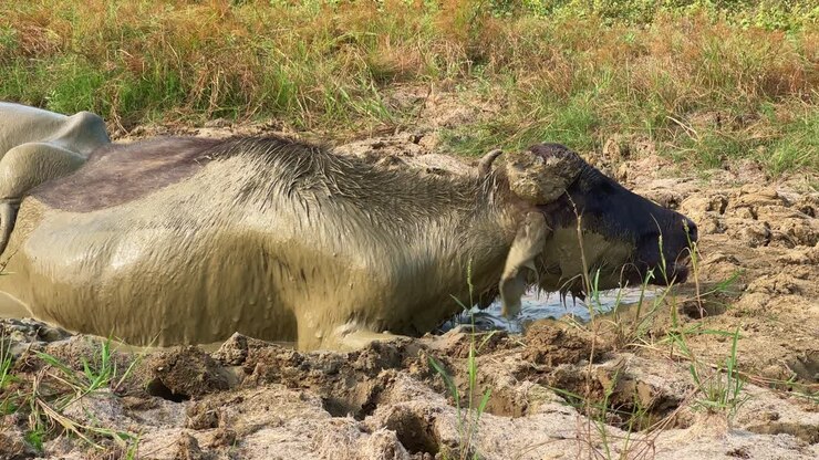 Primo piano di un bufalo che si rilassa in una pozza fangosa, circondato da erba verde lussureggiante e gialla