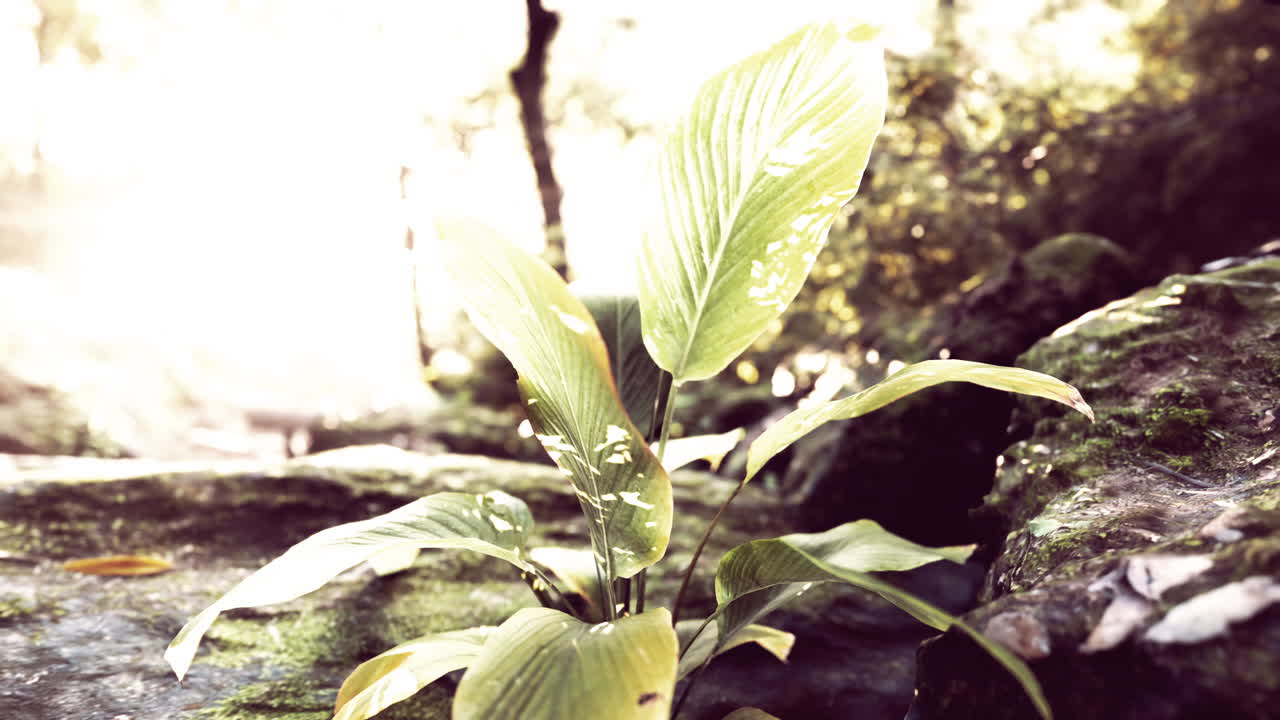 niebla en la selva tropical y rayos de sol