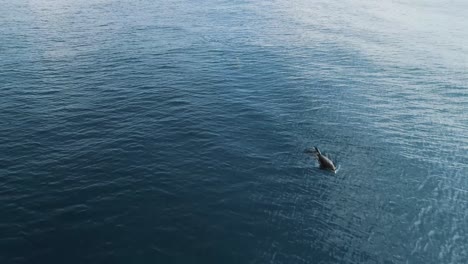 aerial views of dolphins cruising and breaking water surface