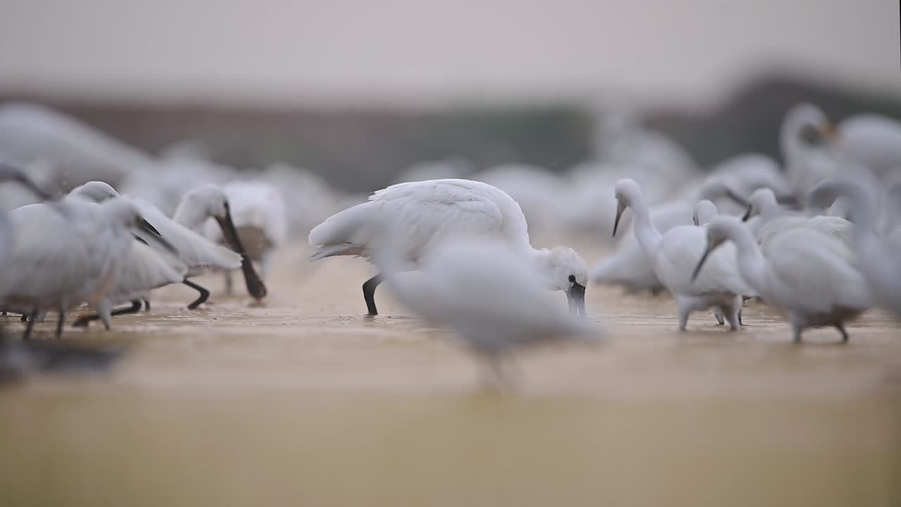일출에 낚시하는 중대 백로와 함께 유라시온 저어새
