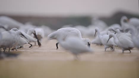 Eurasion-Spoonbill-along-with-Great-Egrets-Fishing-in-Sunrise