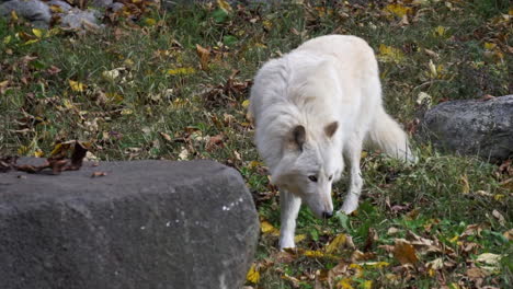 Southern-Rocky-Mountain-Grey-Wolf-Geht-Vorsichtig,-Steht-Dann-Auf-Und-Riecht-Die-Luft