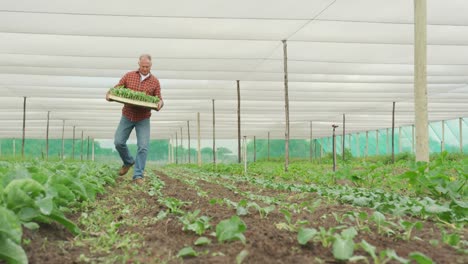 mature man working on farm