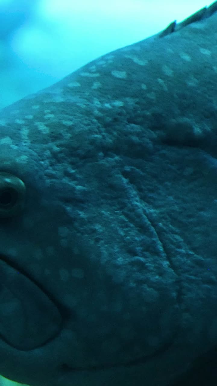 primer plano de un pez mero en un entorno acuático azul