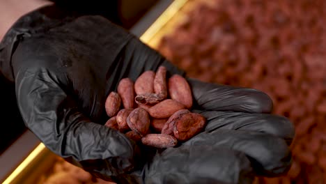 processing cocoa beans