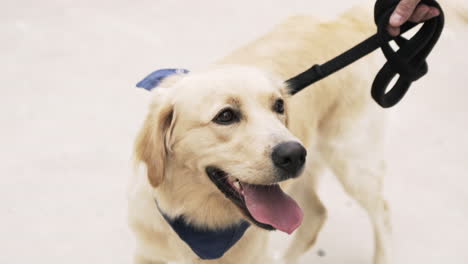 golden retriever on a walk