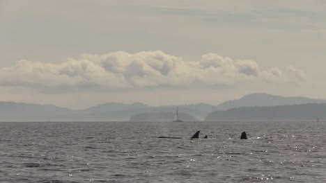 three orca swimming whilst half their brain sleeps against beautiful backdrop