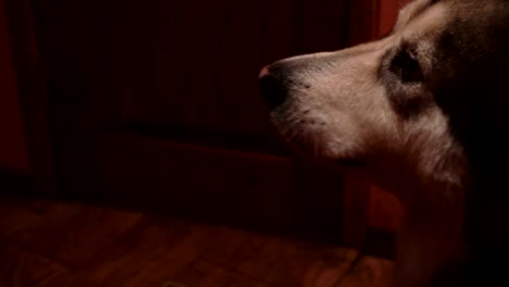 big fluffy playful dog malamute