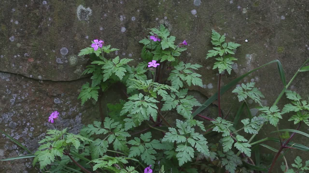 herb-robert, geranium robertianium, que crece en el cementerio a principios de la primavera