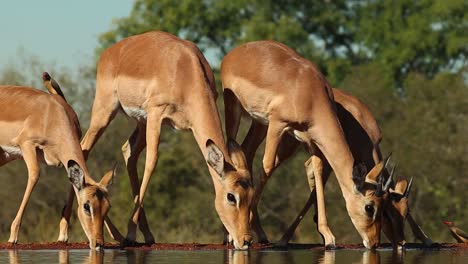 A-close-full-body-shot-of-four-Impalas-drinking