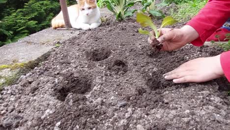 橙色猫看着一个小男孩在家园里种植蔬菜