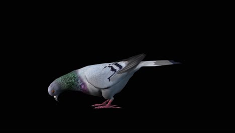 A-pigeon-standing-idle-eating-on-black-background,-3D-animation,-animated-animals,-seamless-loop-animation