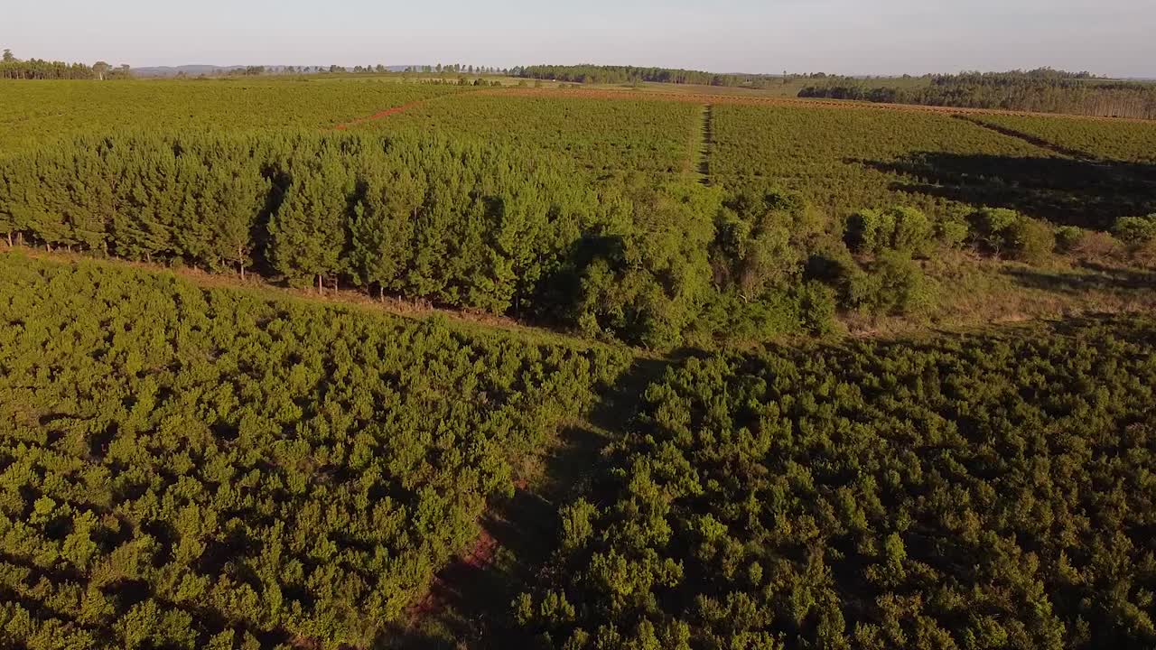 paisaje aéreo de las plantaciones de yerba mate, bebida tradicional de argentina