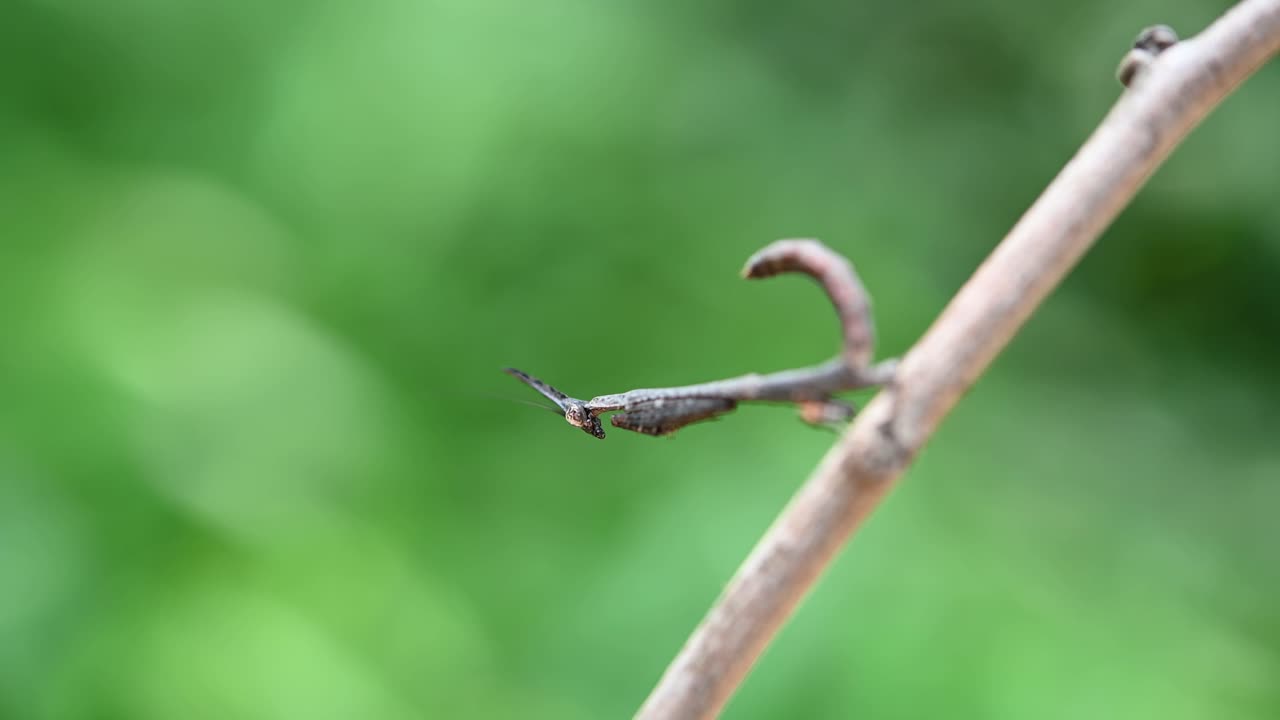 una mantis religiosa muy pequeña capturada en macro mientras sacude sus patas delanteras hacia adelante y hacia atrás mientras mueve la cola de la misma manera, mantis religiosa, phyllothelys sp