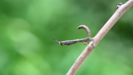 a very tiny praying mantis captured in macro as it is shaking its forelegs forward and back while it wags its tail just the same, praying mantis, phyllothelys sp