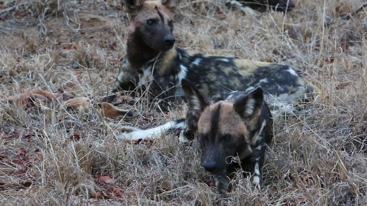 dos perros salvajes africanos establecidos, uno comiendo de un cadáver animal